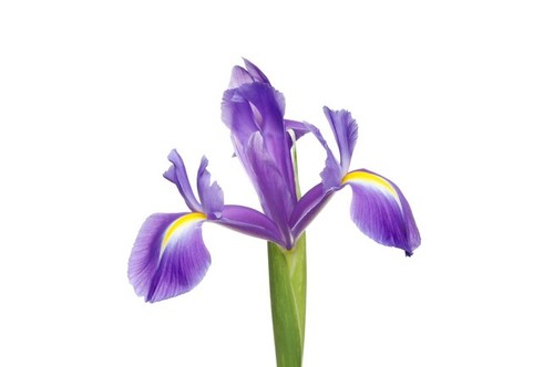 Dan plavog irisa