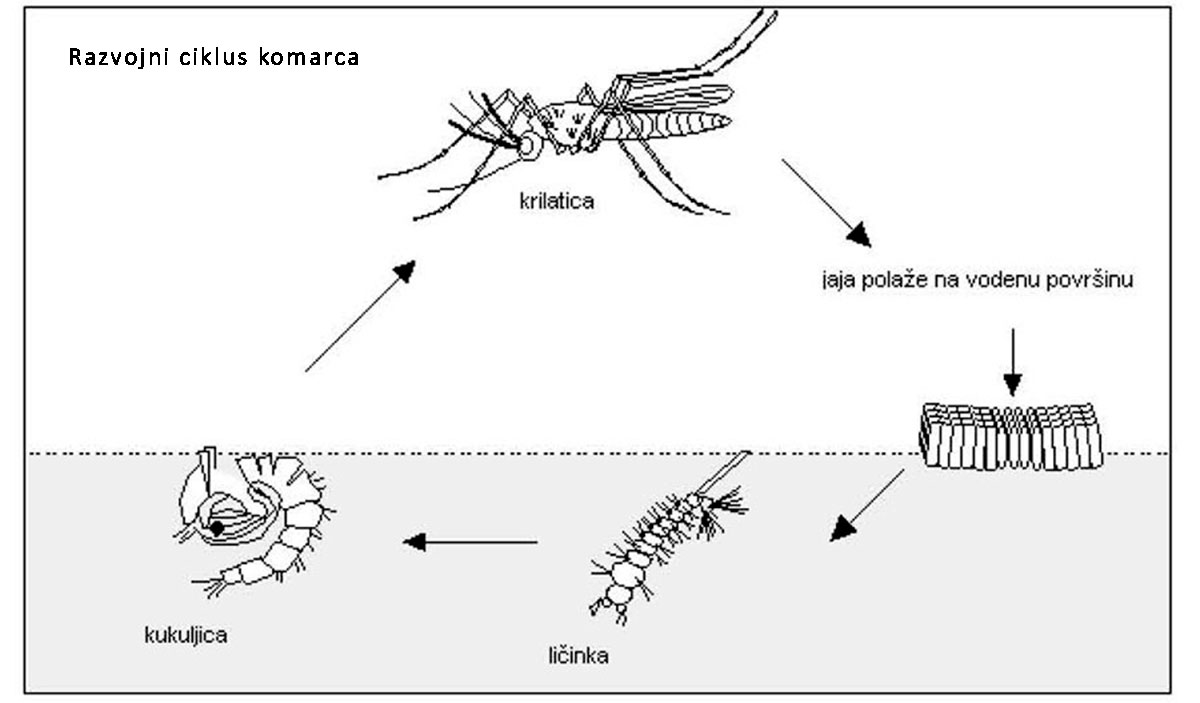 Razvojni ciklus komaraca