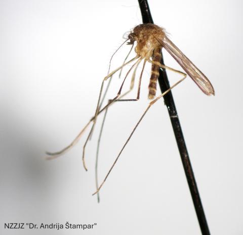 Culex pipiens