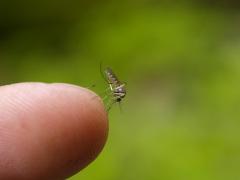 Suzbijanje komaraca u Zagrebu